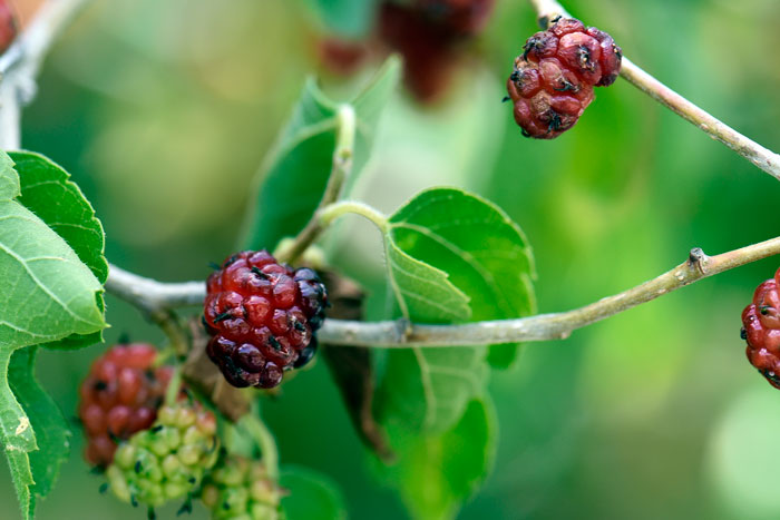Fruit; Morus microphylla, Texas Mulberry Morus microphylla, Texas Mulberry